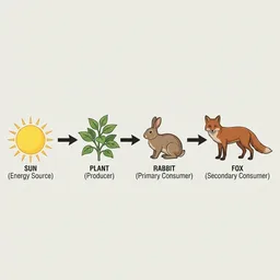 Photosynthesis teaching diagram with labeled steps